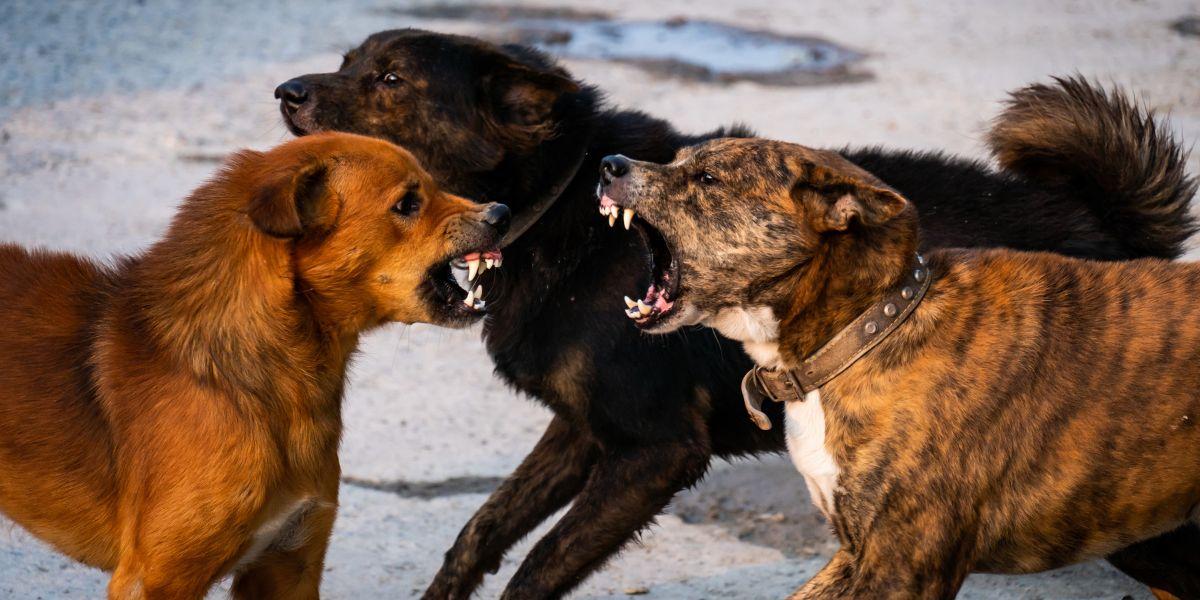 Cómo corregir la conducta agresiva de un perro