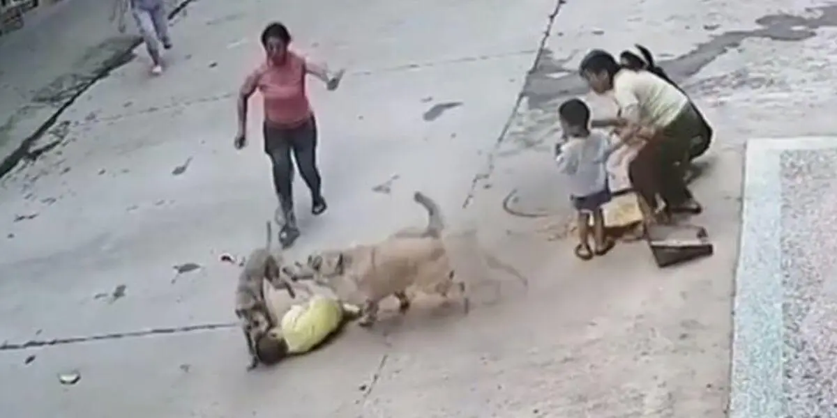(video) Perro salva a niño de ataque de un canino callejero