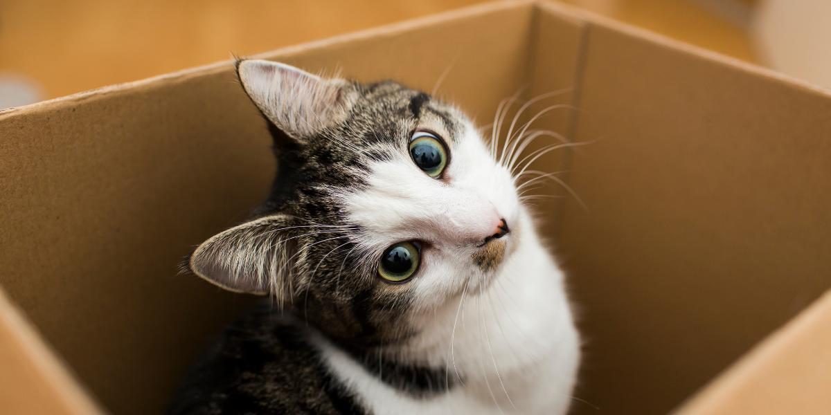 Gatito en una caja