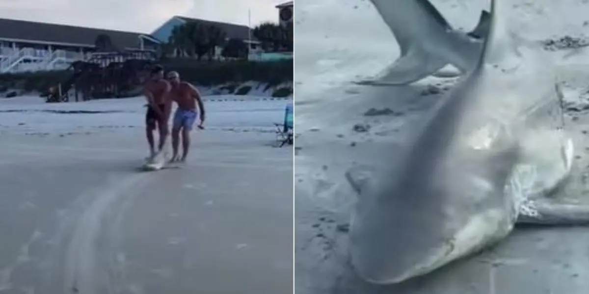 Dos hombres arrastraron a un tiburón por la playa para apuñalarlo