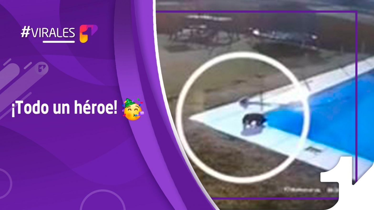 ¡Todo un héroe! Un pequeño salvó a su perro de ahogarse en una piscina ...
