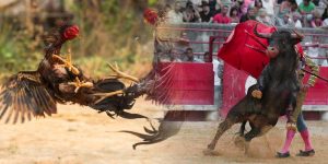 The fight against the ban on galloping and the corridas de toros in the país