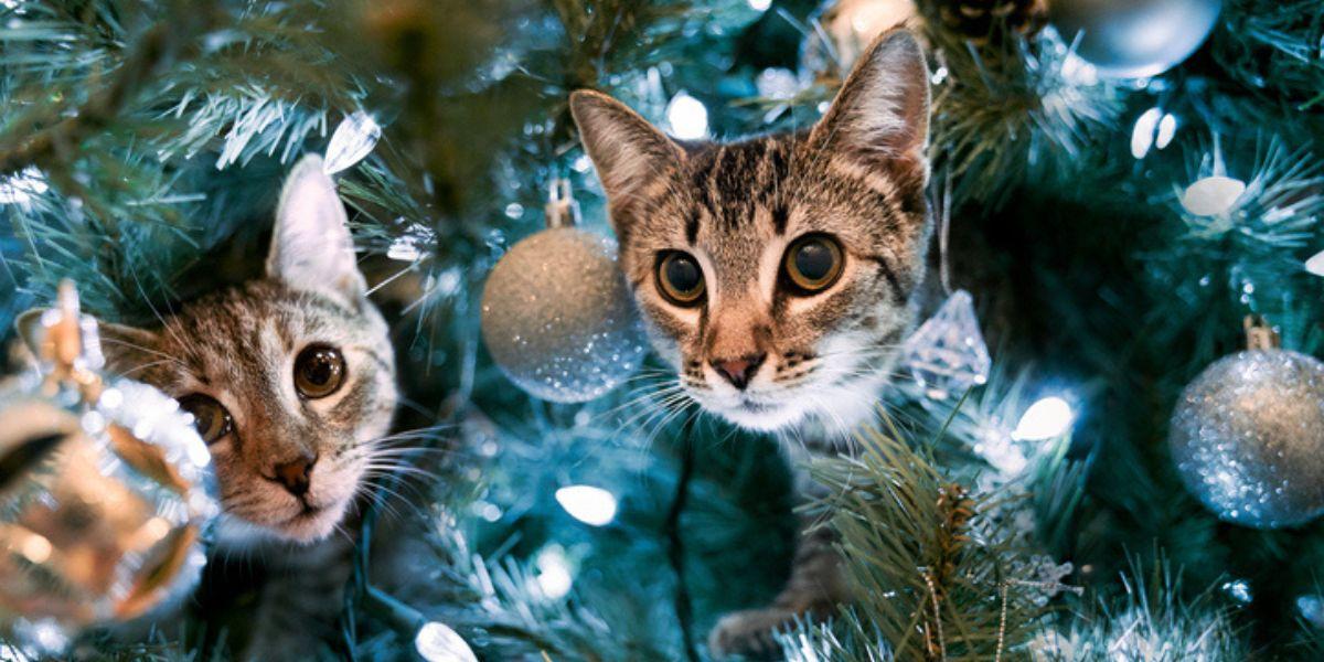 Cómo evitar que tu gato tire el árbol de navidad