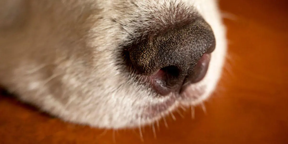 Causas de la nariz seca en los perros