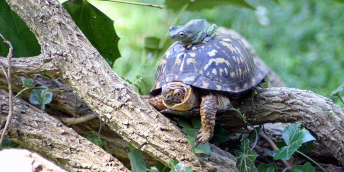 Cumbre de especies amenazadas aprueba proteger a ranas y tortugas latinoamericanas