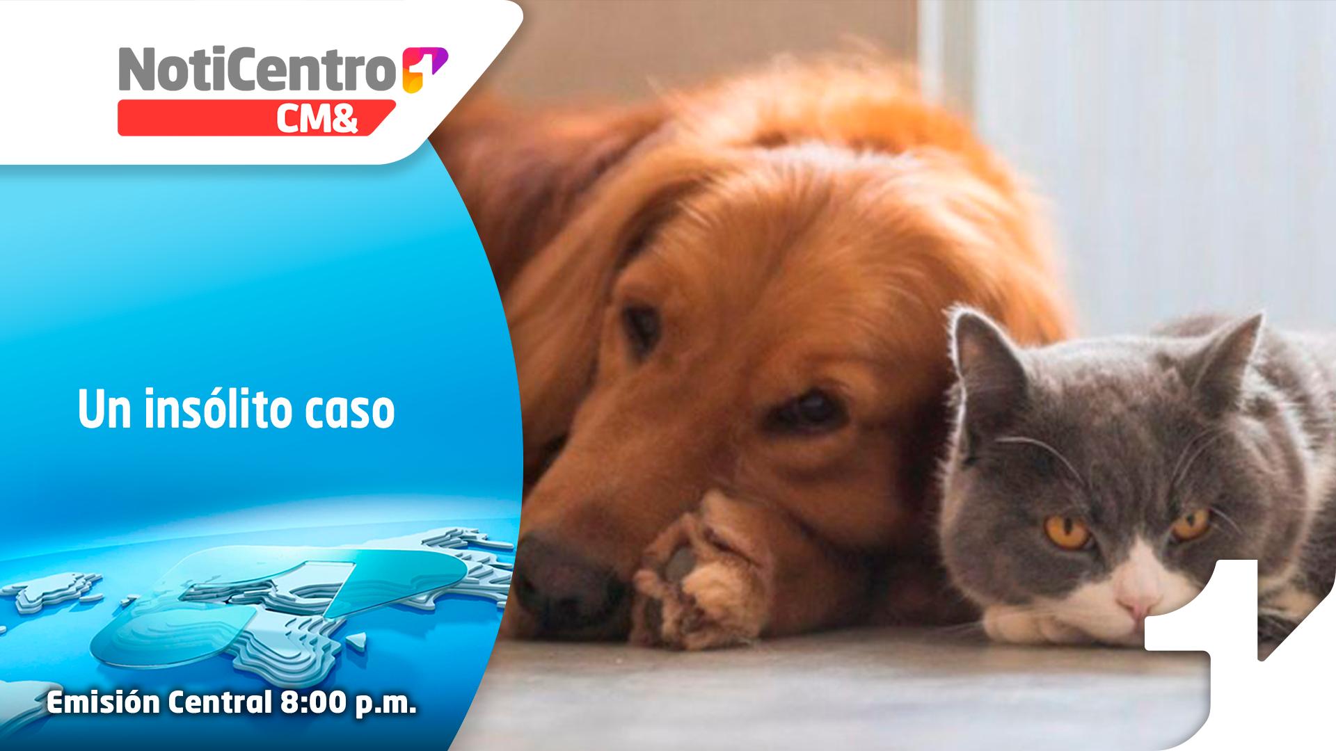 Insólito: un juez ordena exhumar a un gato, en un proceso contra un perro