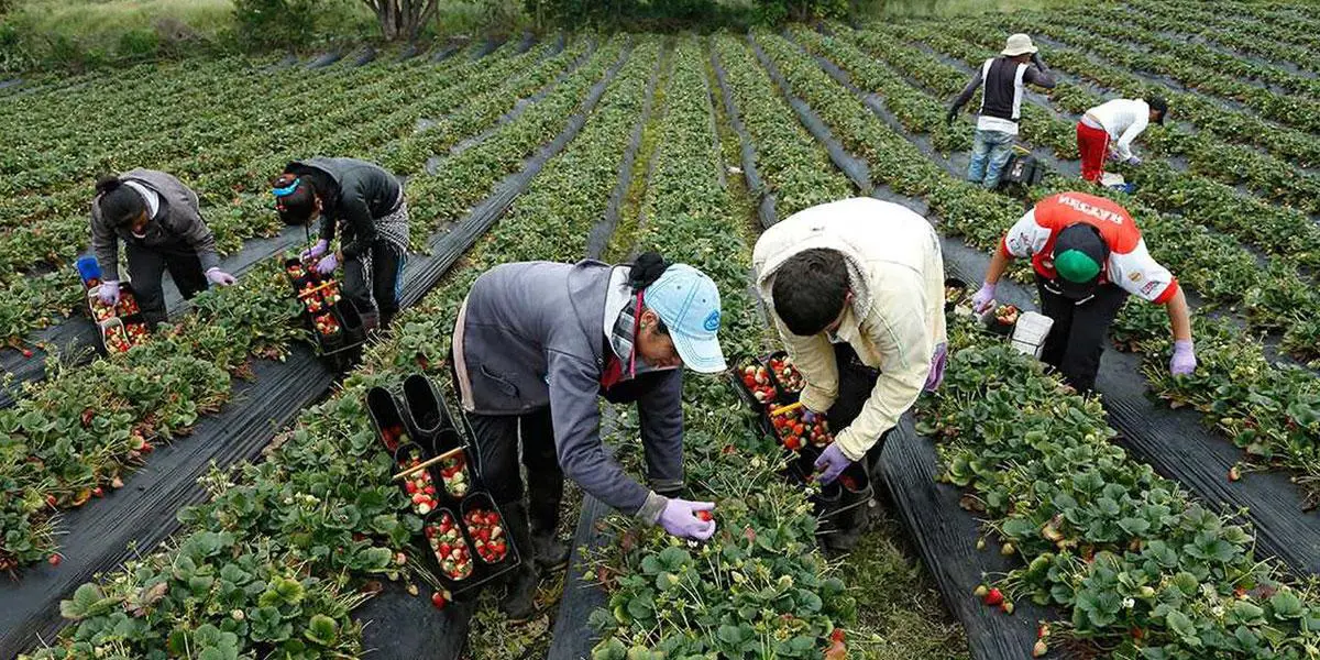 MinAgricultura ayudará a pagar insumos a 120.000 pequeños productores