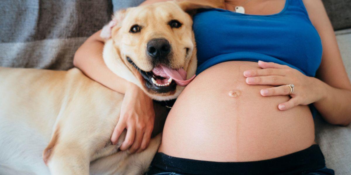 El apego de los perros durante el embarazo