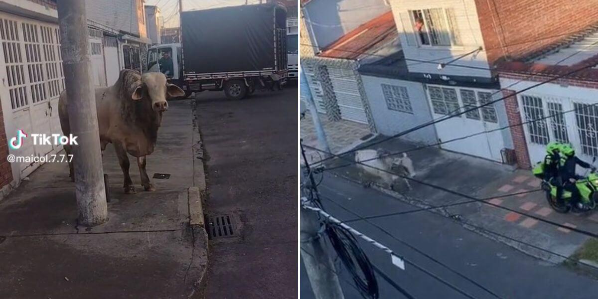 Toro correteó a policías en Bogotá; hasta un perro salió a ‘chismosear’
