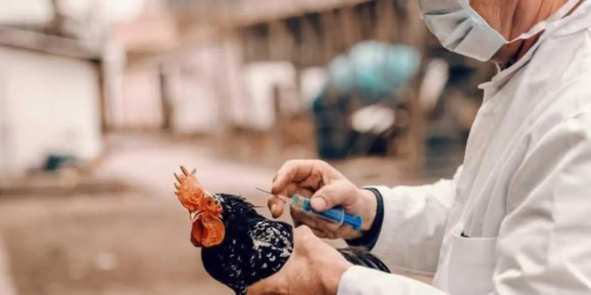 Influenza aviar en humanos: recomendaciones del Instituto Nacional de Salud