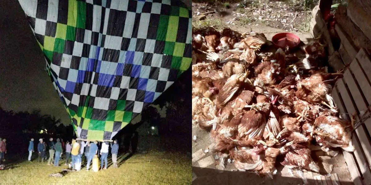 Familia denuncia que un globo con pólvora mató de un infarto a 70 gallinas