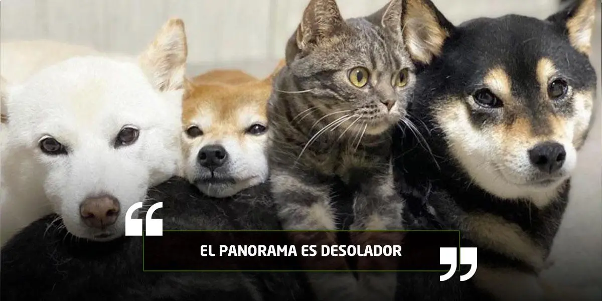 Cerca de tres millones de perros y gatos están abandonados en las calles de Colombia