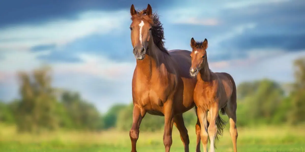 ¿Qué significa soñar con caballos? Puede ser algo negativo