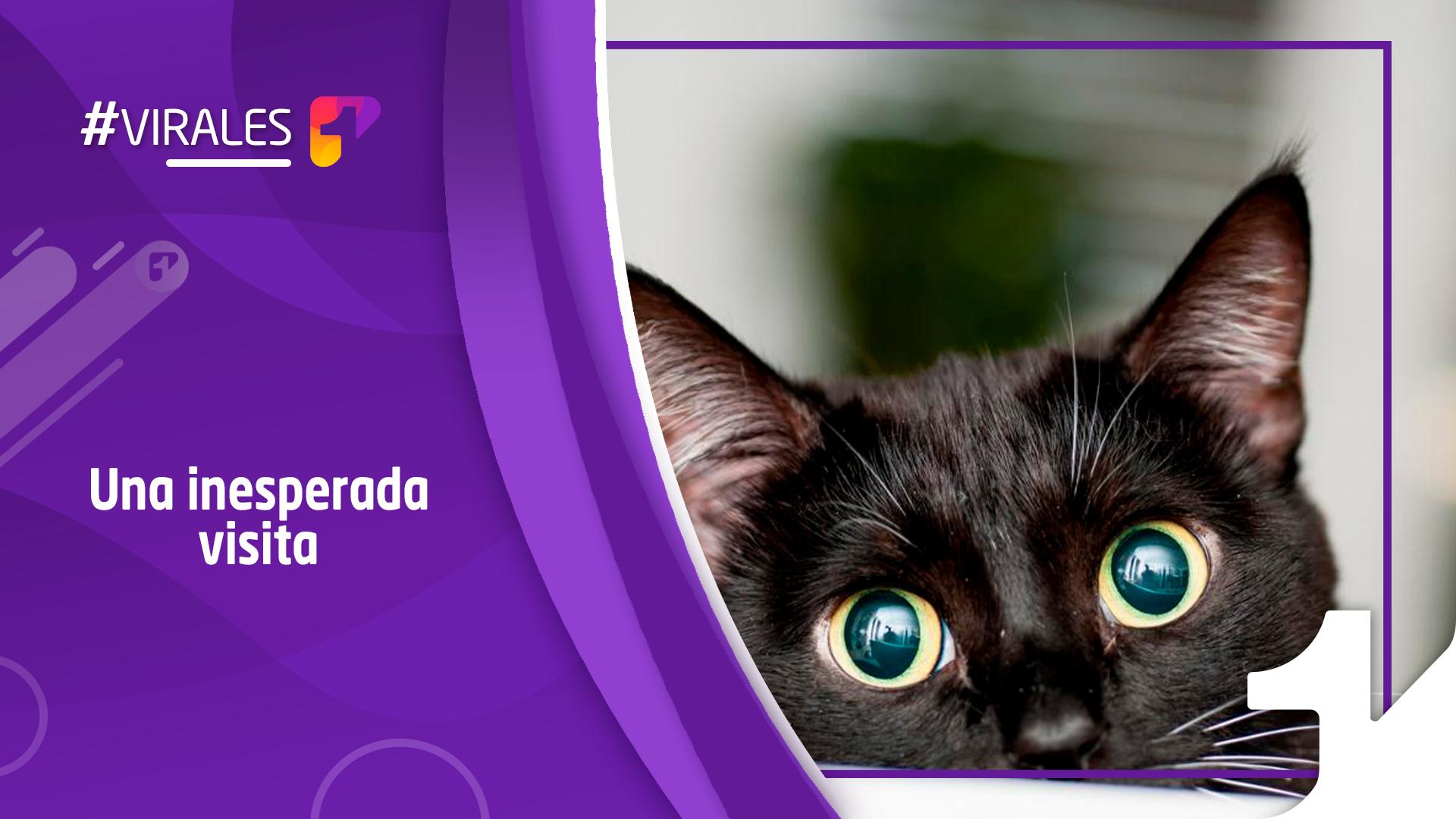Lo más visto: un gato se escapó de primera clase en pleno vuelo y causó sensación entre los pasajeros Lo más visto: un gato se escapó de primera clase en pleno vuelo y causó sensación entre los pasajeros