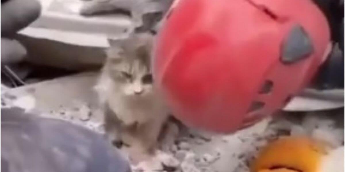 A ellos no se les deja en el olvido; gatito es rescatado en Turquía en medio de escombros