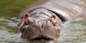 Inicia plan de esterilización de hipopótamos de Pablo Escobar en Colombia