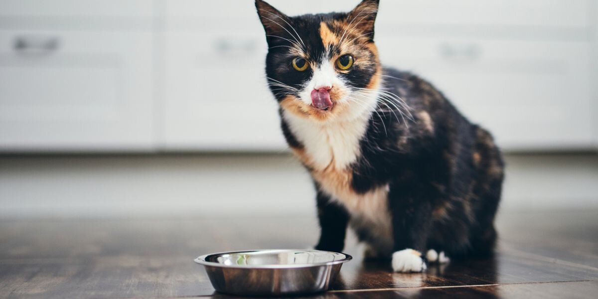 Cómo elegir la comida de tu gato:
