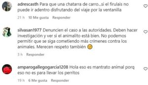 comentarios conductor lleva perrito en el techo