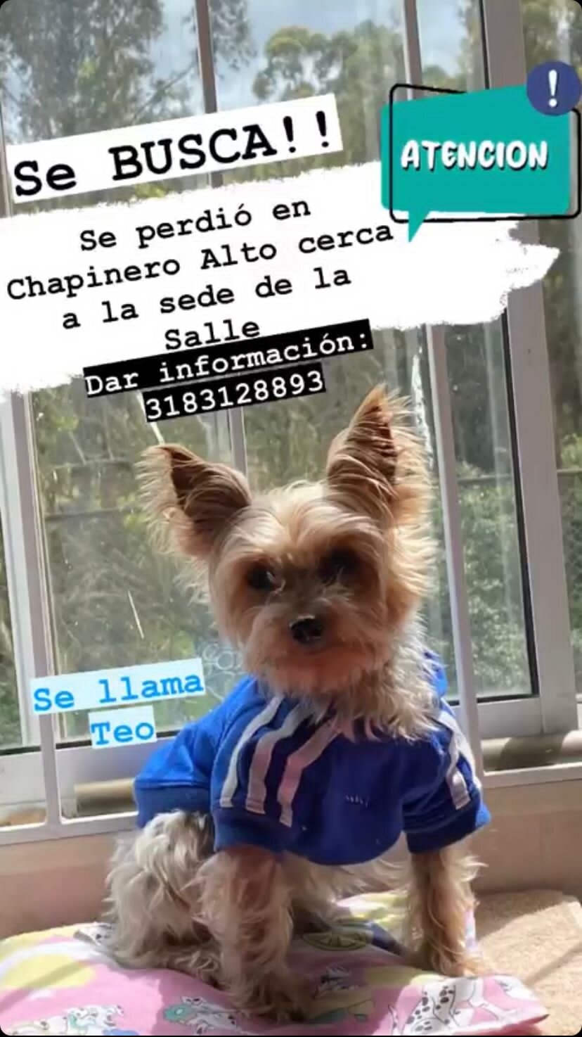 Se busca: Theo fue robado hoy en Bogotá