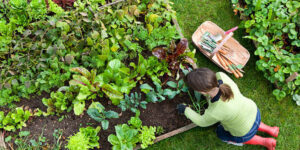 Cómo cultivar una huerta en casa y mejorar tu alimentación: Guía completa y práctica