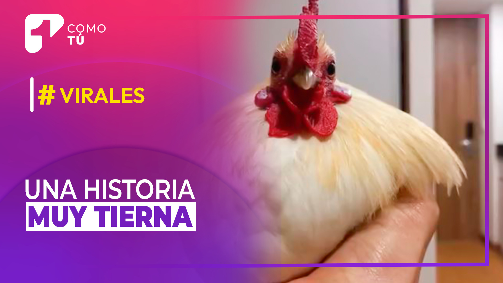 Papá no quería una mascota, pero terminó teniendo la relación más tierna  con un gallo