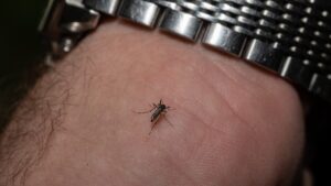 Cómo alejar los mosquitos de la casa: consejos prácticos para mantenerlos a raya