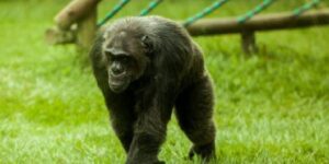 Tras sacrificio de dos chimpancés en Bioparque, MinAmbiente envió expertos a revisar situación de los animales