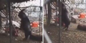 Es el diablo: en video quedó captado el momento en que una cabra camina a dos patas asustando a las personas