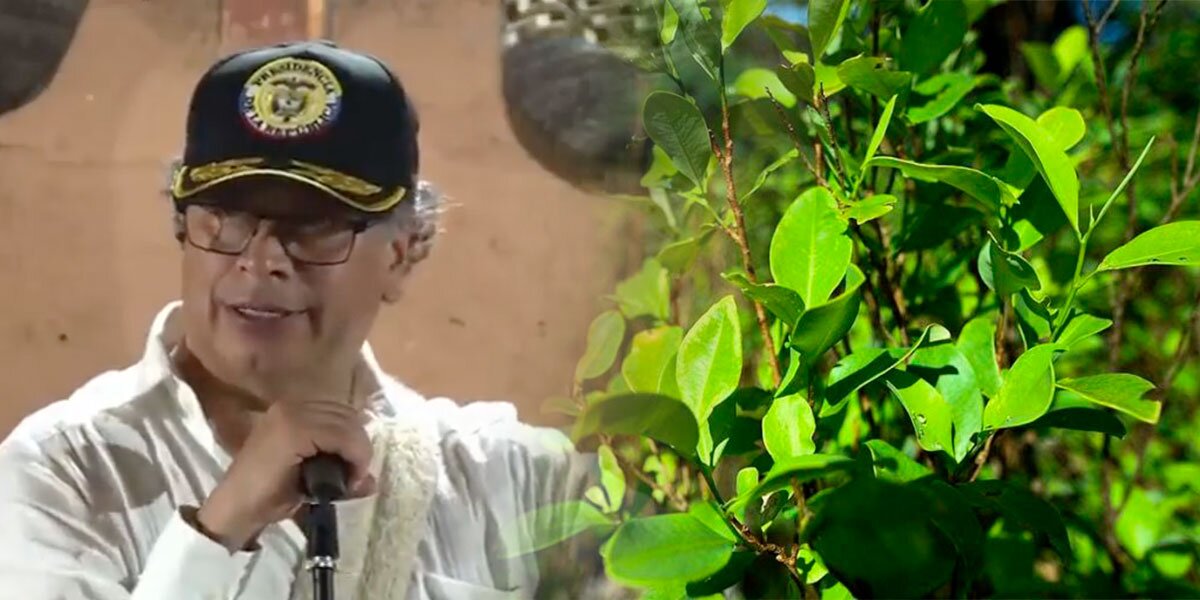 Gobierno comprará cosechas de hoja de coca para producir abono y