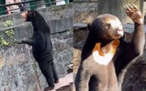 Surrealista caso: Zoológico tuvo que negar que uno de sus osos es un humano disfrazado