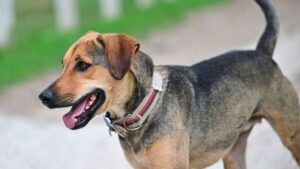Decisión histórica: Justicia colombiana reconoce por primera vez a un perro como miembro de una familia