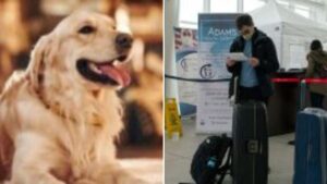 ¿Cómo es el proceso de registro para viajar con su mascota fuera del país?