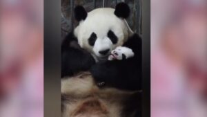 Video: conmovedor reencuentro entre mamá panda y su cría tras cuarentena