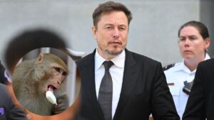 Acusan a empresa de Elon Musk de maltrato animal tras muerte de monos. ¿Qué pasó?