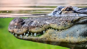 Horror en Florida: hallaron un caimán con cuerpo humano en su boca