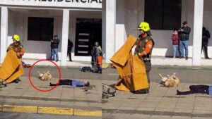 Video | Gran actuación: un perrito participó de un simulacro de emergencia y se hizo viral en redes
