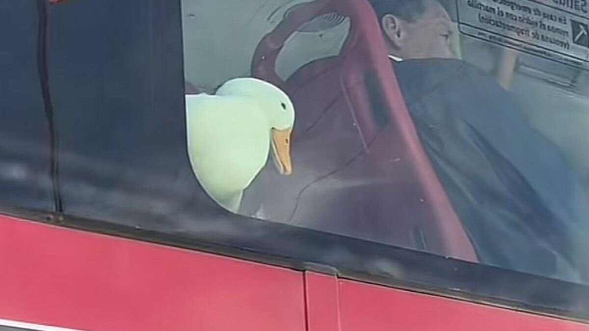 Un pato en TransMilenio! El pasajero más famoso en redes - Canal 1