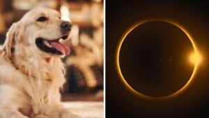 Cuidados para proteger a tus mascotas durante un eclipse solar
