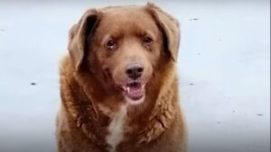 Bobi, el perro más viejo del mundo, falleció a sus 31 años