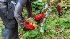 Tumaco atrae a importantes corporaciones, clave para impulsar el cacao en la región