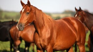 Australia autorizó cacería de caballos para reducir su población. Le explicamos las razones