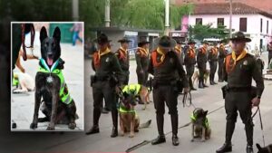 Emotivo: así condecoraron y despidieron a cuatro perros por su servicio en la Policía de Medellín
