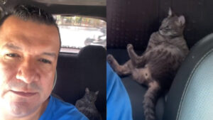 Gatito se subió a un taxi en Pereira como si fuera un pasajero: Miren el usuario que me encontré