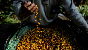 Producción de café en Colombia creció un 30 % en octubre