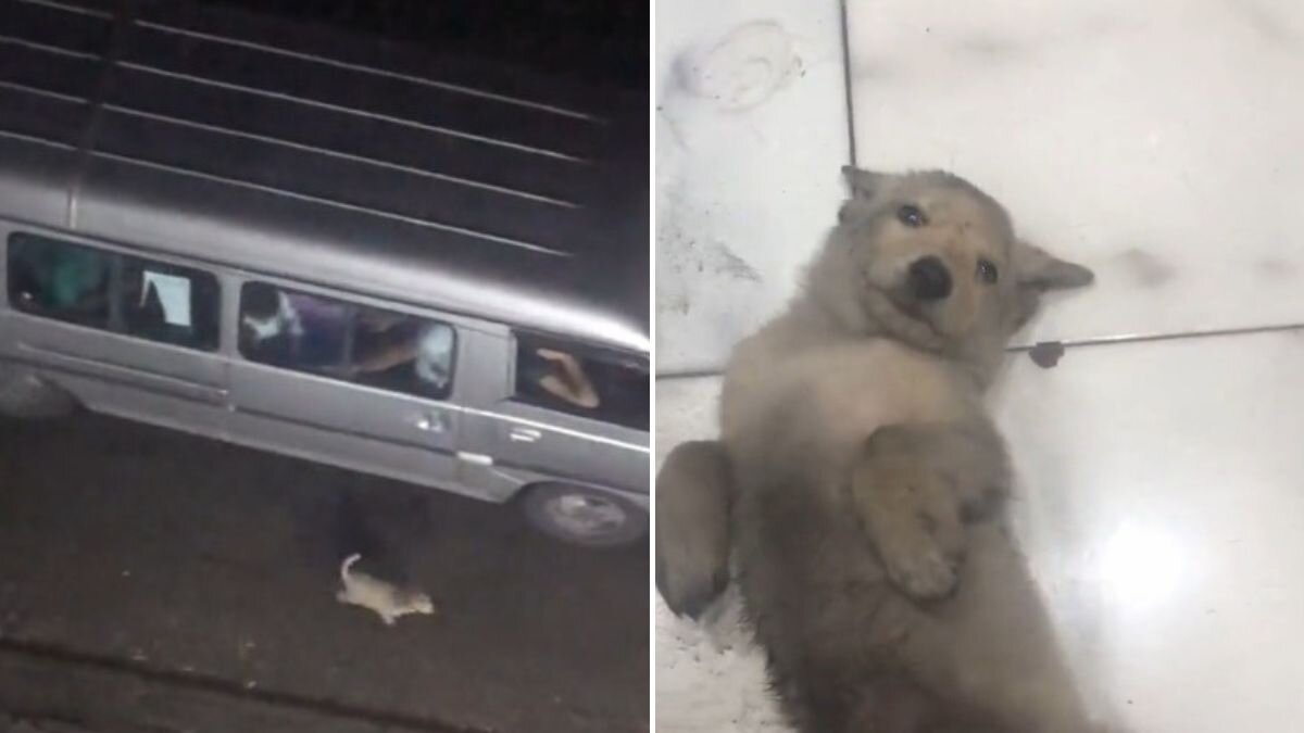 Hombre graba el momento en el que abandonan a un perrito y decide ...