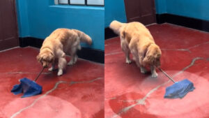 Mi primera chamba: perrito trapea el suelo de su casa y se vuelve viral en redes