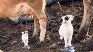 Video | Gatito toma leche desde la misma vaca y se vuelve viral