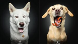 El fotógrafo que captura las expresiones de perros que están a punto de atrapar comida