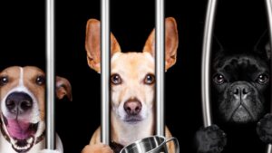 Controversia en Corea del Sur por la propuesta de acabar con el consumo de carne de perro