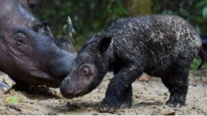 Nace rinoceronte de Sumatra y se convierte en la esperanza para su especie